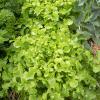 Bild eichblattsalat-strubelpeter-biogartenversand_14034.jpg