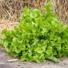 Bild eichblattsalat-strubelpeter-biosaat-hof-jeebel_14035.jpg