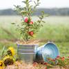 Bild eimer-feuerverzinkt-12-liter-biogartenversand.jpg
