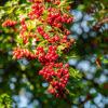 Bild eingriffeliger-weissdorn-crataegus-monogyna-hof-jeebel_15082.jpg