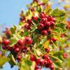 Bild eingriffeliger-weissdorn-crataegus-monogyna_13675.jpg