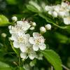Bild eingriffeliger_weissdorn_b_13674.jpg