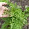 Bild einjaehriger-beifuss_saatgut-artemisia-annua_19541.jpg