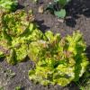 Bild eissalat-gruener-aus-maria-lankowitz_11119.jpg