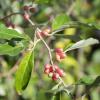 Bild eleagnus-multiflora-essbare-oelweide-hof-jeebel_14197.jpg