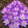 Bild elfen-krokus-barrs-purple-online-bestellen_17095.jpg