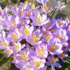 Bild elfenkrokusse-barrs-purple-lila-bienenweide_17171.jpg