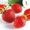 Bild erdbeere-florence-frigo_16884.jpg