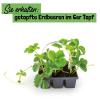Bild: erdbeere-getopf-6er-tray_14884.jpg 
