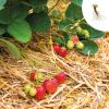 Bild erdbeere-ostara-frigo_19916.jpg