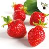 Bild erdbeere-polka-getopft_3220.jpg