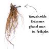 Bild erdbeeren-im-fruehjahr-pflanzen_18562.jpg