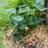 Bild erdbeeren-mara-de-bois-erbeerpflanzen-hof-jeebel_14887.jpg