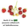 Bild erdbeerpflanze-manille-liebhabersorte_18726.jpg