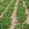 Bild erdnuesse-jungpflanzen-peanuts-arachis-hypogaea_19441.jpg