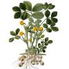Bild erdnuss-selber-anbauen-arachis-hypogaea_19440.jpg