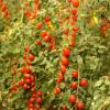 Bild ertragreiche-cocktailtomaten-miri-miri-jungpflanzen_17235.jpg