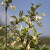 Bild essbare-oelweide-eleagnus-multiflora-hof-jeebel_14196.jpg