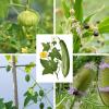 Bild exotische-saatgut-raritaeten_11562.jpg
