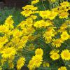 Bild faerberkamille-anthemis-tinctoria-hof-jeebel.jpg