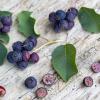 Bild felsenbirne_smoky_pflanze_20432.jpg