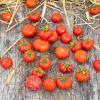 Bild fleischtomate-flonda-bio-saatgut_8483.jpg