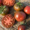 Bild fleischtomate-lila-sari-bio-saat-hof-jeebel_14739.jpg
