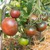 Bild fleischtomate-lila-sari-bio-saatgut-hof-jeebel_14740.jpg