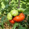 Bild fleischtomate-marmande-bio-saatgut-hof-jeebel_16199.jpg