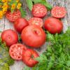 Bild fleischtomate-vivagrande-bio-saatgut_16166.jpg