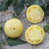Bild fleischtomate-white-beauty-saatgut_19807.jpg