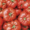 Bild fleischtomate_raf_a_16115.jpg
