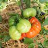 Bild fleischtomaten-marmande-bio-saatgut-hof-jeebel_16200.jpg