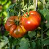 Bild fleischtomaten-raf-freilandtomate_16117.jpg