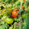 Bild fleischtomaten-raf-resiste-a-fusarium_16116.jpg
