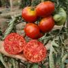 Bild fleischtomaten-vivagrande-bio-saatgut_17356.jpg