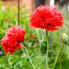 Bild fransiger-mohn-biosaatgut_18851.jpg