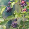 Bild frelsenbirne-strauch-smoky_20526.jpg