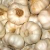 Bild frostharter-knoblauch-messidrome-lagersorte_6208.jpg