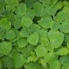 Bild: fruchtsalbei-salvia-dorisiana-pflanze_21642.jpg 