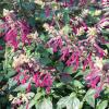Bild: fruchtsalbei_salvia-dorisiana-pflanze_21641.jpg 