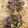 Bild fruehjahrsernte-pflanzen-ueberwintern-wintersalate_17052.jpg