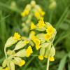 Bild fruehjahrsschluesselblume-bio-saatgut_15128.jpg
