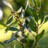 Bild gagelstrauch-myrica-gale-bierstrauch_18968.jpg