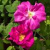 Bild gallicarose-rosa-gallica-officinalis-hof-jeebel_15238.jpg