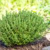 Bild gartenthymian-kuttelkraut-roemischer-quendel_16848.jpg