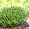 Bild: gartenthymian-kuttelkraut-roemischer-quendel_22516.jpg 