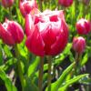 Bild gefuellte-tulpen-fruehbluehend-rot-weiss-columbus_17156.jpg