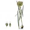 Bild gelb-lauch_allium_a_16256.jpg