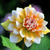 Bild gelb-weisse-dahlie-seattle-dahlia-knollen_16662.jpg